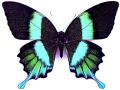 Papilio blumei aberration2 (Internet Image property of respective owner, non-commercial use only)